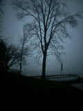 Spooky Tree