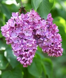 Wild sweet floral lilac fragrance oil for candles and wax melts