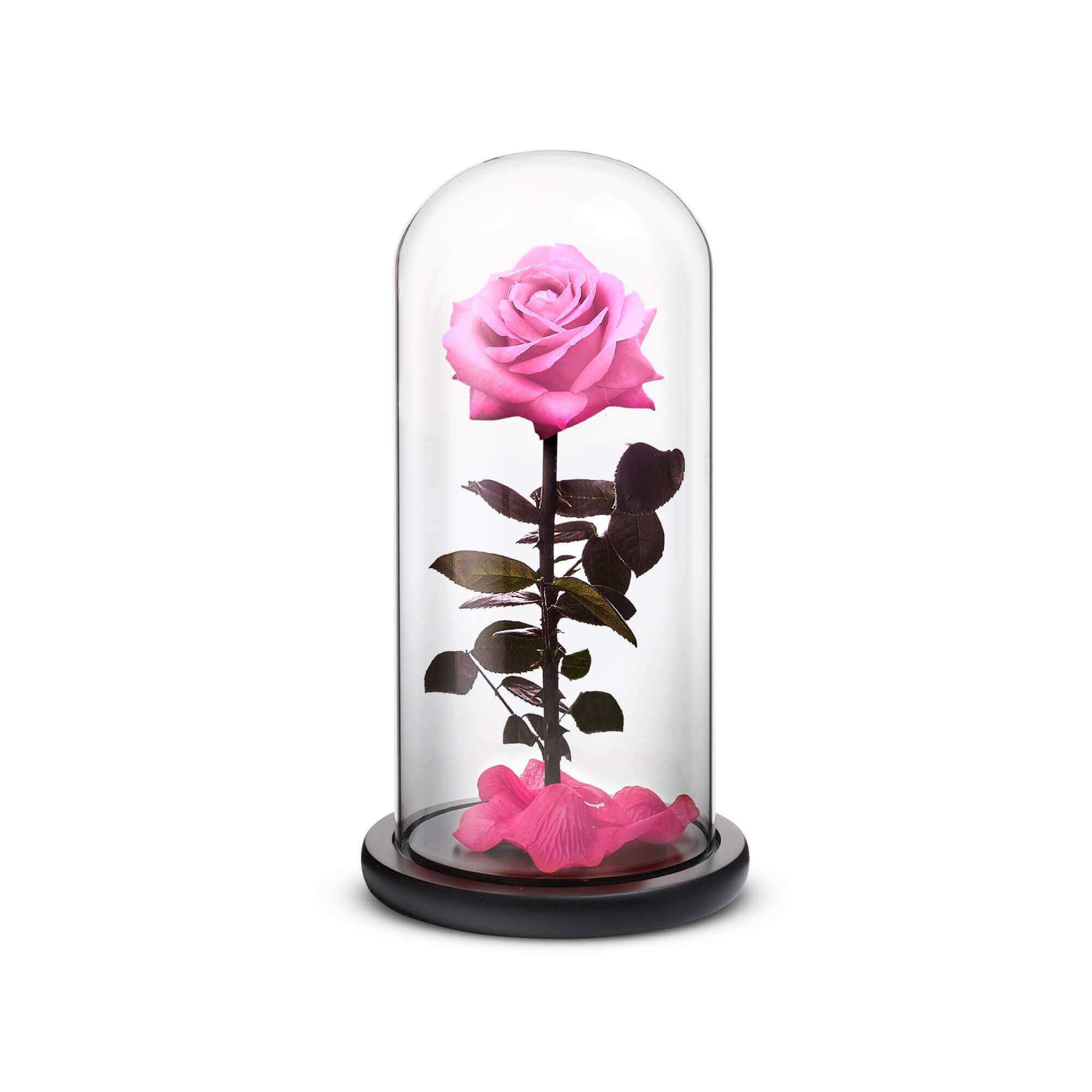 Everlasting Rose (Pink)