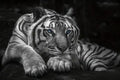 Tiger Canvas (no frame)