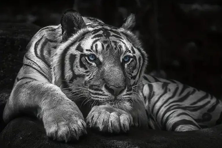 Tiger Canvas (no frame)