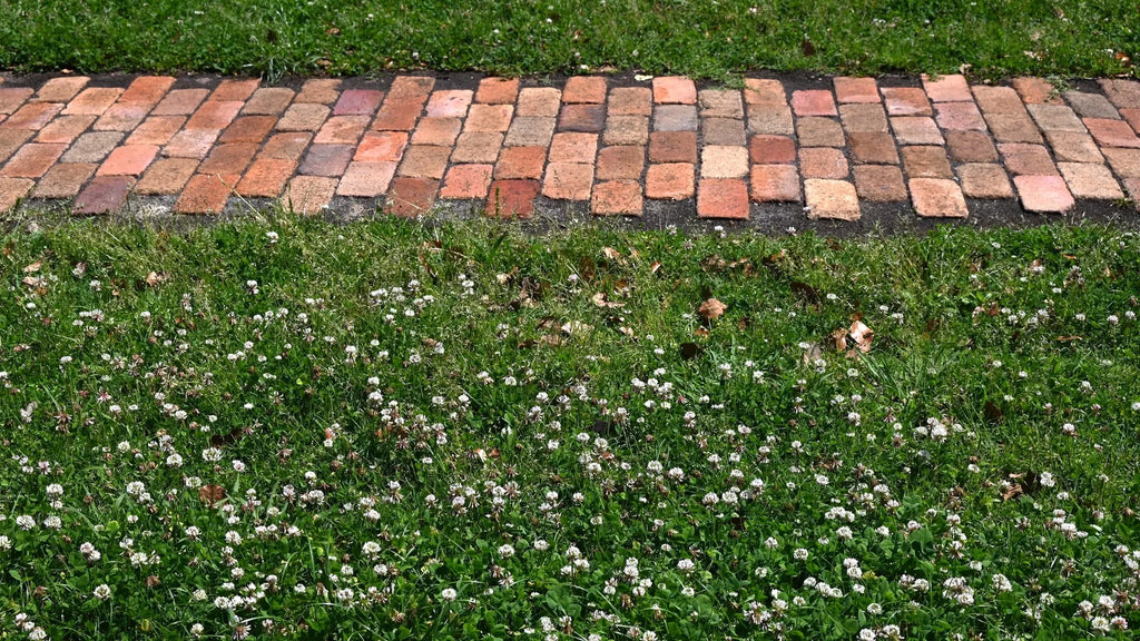 Low Grow™ No-Mow Lawn Mix – Clover & Low-Maintenance Grass Alternative