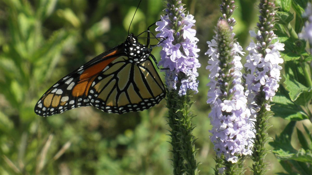 GoodBug™ Wildflower Mix A Natural Way to Fight Garden Pests—Without Chemicals